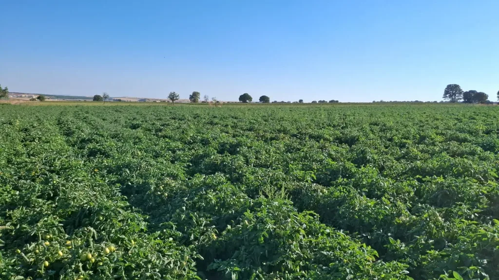 Tomato field stretching to the horizon